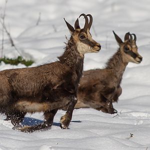 Chamois from Switzerland