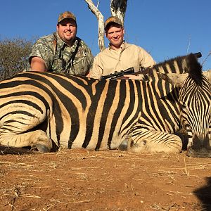 South Africa Burchell's Plain Zebra Hunting