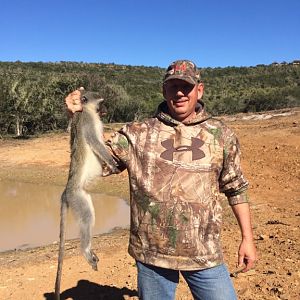 South Africa Vervet Monkey Hunt