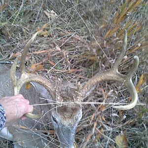 Public land buck on Veterans day