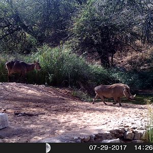 Waterbuck cow & Warthog