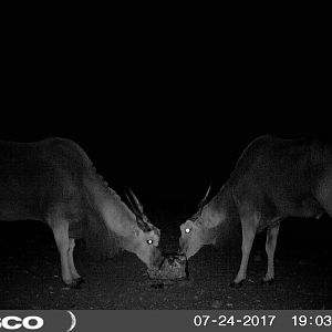 Eland bulls