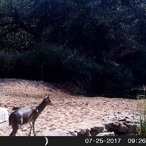 bow hunt a Klipspringer