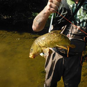 Bow Fishing Carp