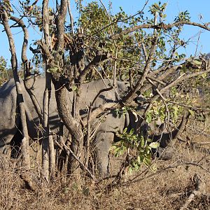 Kruger National Park  White Rhino South Africa