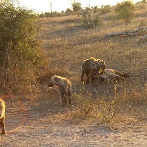 Spotted Hyena South Africa Kruger National Park