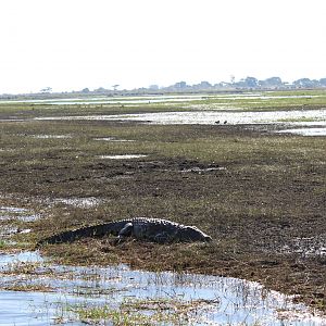 Crocodile Chobe National Park Kasane Botswana