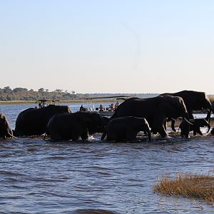 Chobe National Park Elephant Kasane Botswana