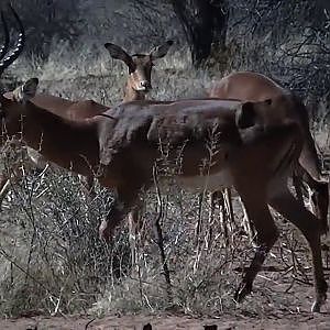 Delgado Safari With Kowas Hunting Safaris