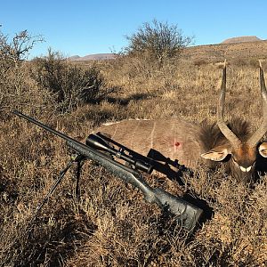 Nyala Hunt South Africa