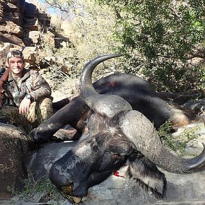 Cape Buffalo South Africa Hunt