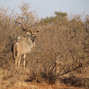 Kudu