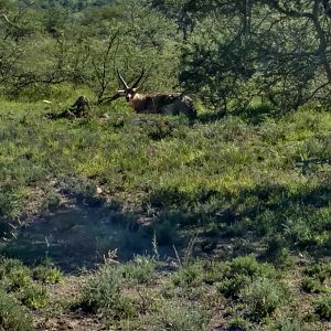 Reedbuck