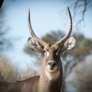 Waterbuck South Africa