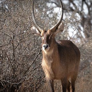 Waterbuck South Africa