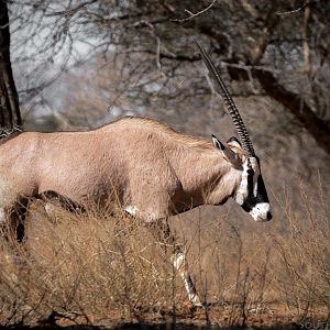 Gemsbok South Africa