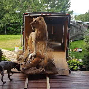 Lion & Lechwe Full Mount Taxidermy