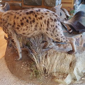 Hyena Full Mount Taxidermy