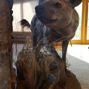 Hyena Full Mount Taxidermy