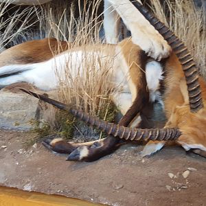 Lion & Lechwe Full Mount Taxidermy