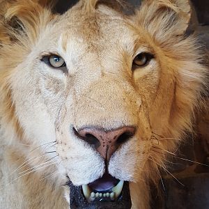 Lion & Lechwe Full Mount Taxidermy