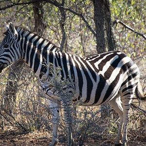 South Africa Zebra