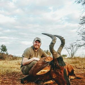 Red Hartebeest Hunt South Africa