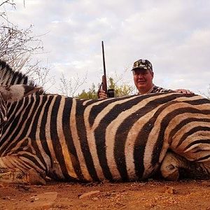 South Africa Burchell's Plain Zebra Hunting