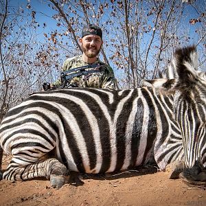 South Africa Burchell's Plain Zebra Hunting