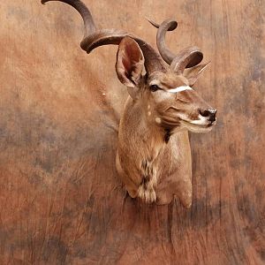 Kudu Shoulder Mount Taxidermy