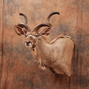 Kudu Shoulder Mount Taxidermy