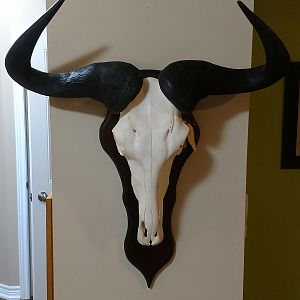 Blue Wildebeest European Skull Mount