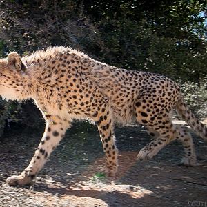 Cheetah South Africa