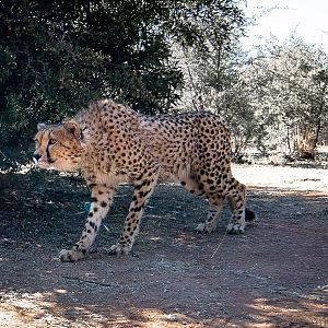 Cheetah South Africa