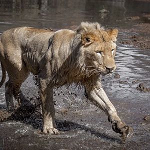 South Africa Young Male Lion