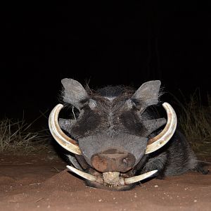 WARTHOG HUNT