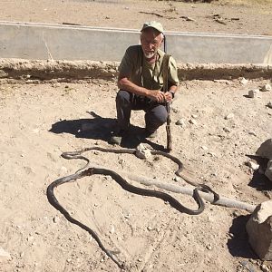 Black mamba - Namibia