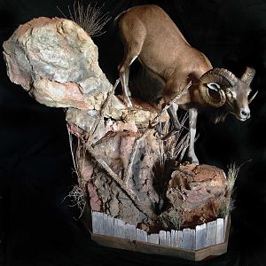 Desert Bighorn Sheep Full Mount Taxidermy