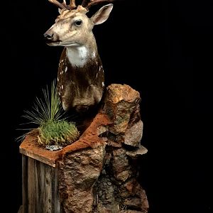 Whitetail Deer Shoulder Mount Pedestal Taxidermy