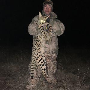 Big Male Serval 2017 :-)