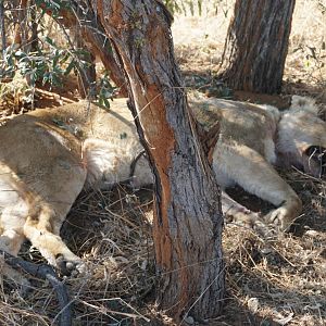 Lioness Hunt in South Africa