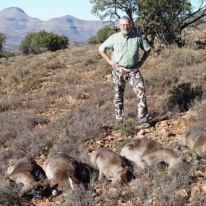 Fallow Deer Female South Africa Cull Hunt