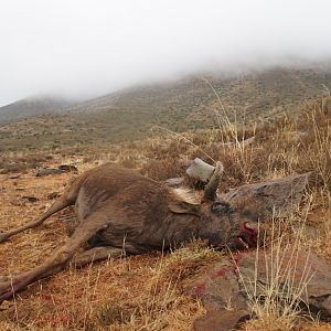 Cull Hunt Black Wildebeest Female South Africa