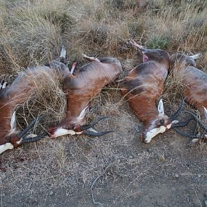 Cull Hunting Blesbok South Africa