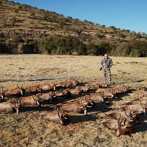 Cull Hunting Blesbok South Africa