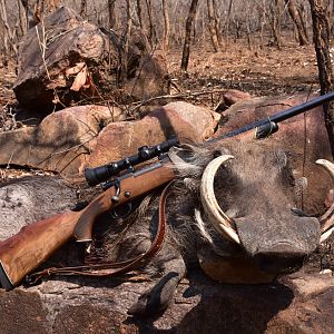 South Africa Warthog Hunt