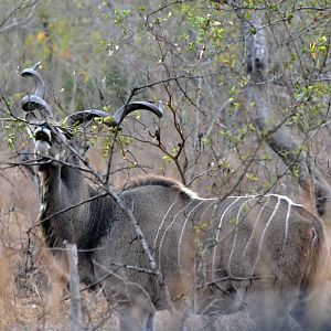 Kudu