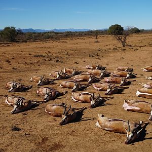 Springbok Cull Hunting South Africa