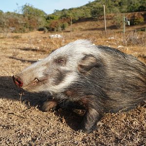 South Africa Bushpig  Hunting