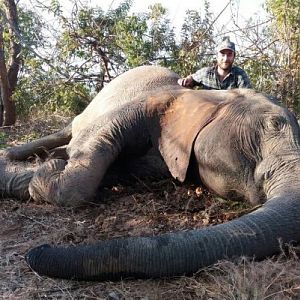 Hunting Zimbabwe Tuskless Elephant